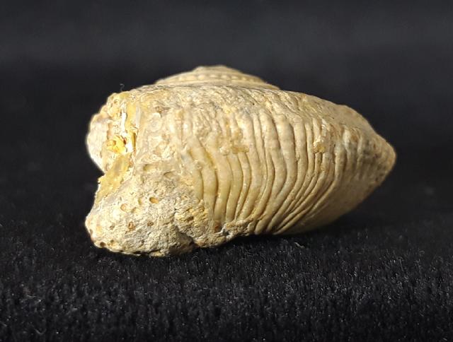 Obornella plicopunctata (DESLONGCHAMPS 1849) - Bild © FossNet FossilienStore